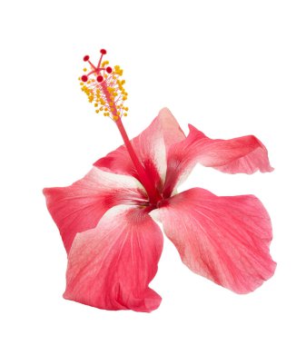 Pembe amber çiçeği (Hibiscus rosa-sinensis) beyaz arka planda kırpma yolu ile izole edilmiş. Parlak tropikal çiçek, güzelliği ve aşkı simgeler, botanik ve çiçek tasarımı projeleri için mükemmeldir..