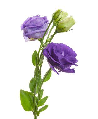 Mor lisianthus (Eustoma grandiflorum) çiçeği kesme yolu ile beyaz arka planda izole edilmiştir. Zarif süsleme zarafet ve samimiyeti simgeliyor. Çiçek tasarımı, düğün ve botanik dekorasyonu için mükemmel..