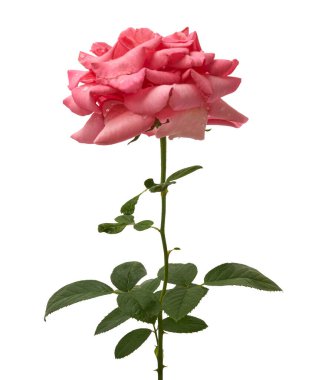 Beyaz arka planda yeşil yapraklı pembe gül (Rosa hybrida). Kırpma yolu ile gerçekçi botanik çiçekleri, çiçek tasarımı, düğün dekorasyonu ve romantik kavramlar için mükemmel..
