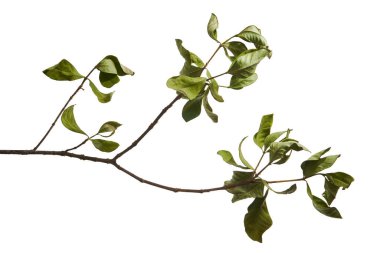 Yeşil gardenya (Gardenya jasminoides) yaprak dalı kesme yolu ile beyaz arka planda izole edilmiştir. Parlak yapraklı tropikal yapraklar, botanik, çiçek ve doğal tasarım kompozisyonları için mükemmel..