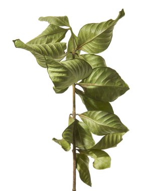 Yeşil gardenya (Gardenya jasminoides) yaprak dalı kesme yolu ile beyaz arka planda izole edilmiştir. Parlak yapraklı tropikal yapraklar, botanik, çiçek ve doğal tasarım kompozisyonları için mükemmel..