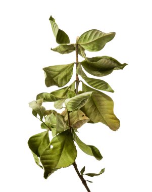 Yeşil gardenya (Gardenya jasminoides) yaprak dalı kesme yolu ile beyaz arka planda izole edilmiştir. Parlak yapraklı tropikal yapraklar, botanik, çiçek ve doğal tasarım kompozisyonları için mükemmel..