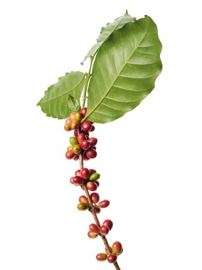 Taze kahve dalıyla taze kırmızı ve yeşil kahve kirazları beyaz arka planda izole. Tarım, içecek ve kahve endüstrisi tasarım kullanımı için Kafe Arabika 'nın botanik detayları