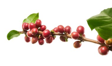 Taze kahve dalıyla taze kırmızı ve yeşil kahve kirazları beyaz arka planda izole. Tarım, içecek ve kahve endüstrisi tasarım kullanımı için Kafe Arabika 'nın botanik detayları