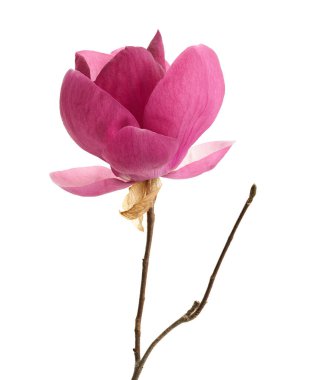 Beyaz arkaplanda, kırpma yolu ile izole edilmiş zarif mor manolya çiçeği. Çiçek ve tasarım projeleri için yumuşak pembe-mor tonlarda Magnolia Liiflora 'nın detaylı botanik görüntüsü.