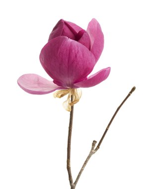 Beyaz arkaplanda, kırpma yolu ile izole edilmiş zarif mor manolya çiçeği. Çiçek ve tasarım projeleri için yumuşak pembe-mor tonlarda Magnolia Liiflora 'nın detaylı botanik görüntüsü.