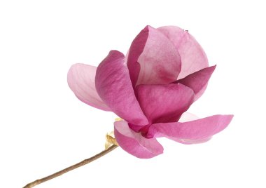 Beyaz arkaplanda, kırpma yolu ile izole edilmiş zarif mor manolya çiçeği. Çiçek ve tasarım projeleri için yumuşak pembe-mor tonlarda Magnolia Liiflora 'nın detaylı botanik görüntüsü.