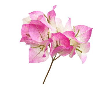 Pembe bougainvillea dalı kırpma yolu olan beyaz arkaplanda izole edilmiş. Narin Bougainvillea glabra yeşil yapraklı yumuşak pastel tonlarda, çiçek, tropikal ve dekoratif tasarım için idealdir..