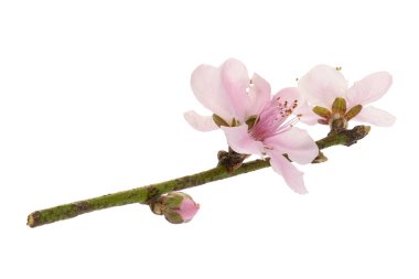 Güzel şeftali çiçekleri (Prunus persica) beyaz arka planda, kırpma yolu ile izole edilmiş pembe çiçekli dallar. Bahar, çiçek, Asya kültürü, dekorasyon ve doğa tasarım kavramları için ideal..