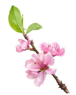 Güzel şeftali çiçekleri (Prunus persica) beyaz arka planda, kırpma yolu ile izole edilmiş pembe çiçekli dallar. Bahar, çiçek, Asya kültürü, dekorasyon ve doğa tasarım kavramları için ideal..