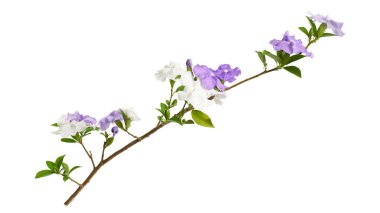Mor ve beyaz çiçekli Brunfelsia uniflora dalı beyaz arka planda kırpma yolu ile izole edilmiş. Kokulu çiçekleri olan egzotik süs bitkisi, botanik tasarım, dekorasyon ve doğa kavramları için ideal..