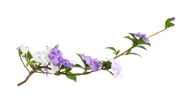 Mor ve beyaz çiçekli Brunfelsia uniflora dalı beyaz arka planda kırpma yolu ile izole edilmiş. Kokulu çiçekleri olan egzotik süs bitkisi, botanik tasarım, dekorasyon ve doğa kavramları için ideal..