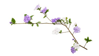 Mor ve beyaz çiçekli Brunfelsia uniflora dalı beyaz arka planda kırpma yolu ile izole edilmiş. Kokulu çiçekleri olan egzotik süs bitkisi, botanik tasarım, dekorasyon ve doğa kavramları için ideal..