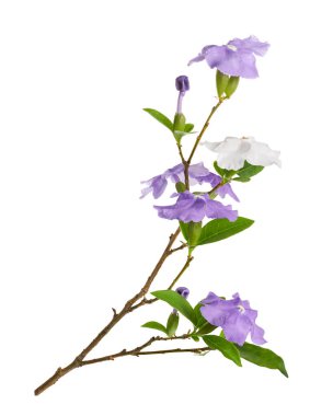 Mor ve beyaz çiçekli Brunfelsia uniflora dalı beyaz arka planda kırpma yolu ile izole edilmiş. Kokulu çiçekleri olan egzotik süs bitkisi, botanik tasarım, dekorasyon ve doğa kavramları için ideal..