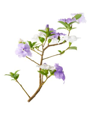Mor ve beyaz çiçekli Brunfelsia uniflora dalı beyaz arka planda kırpma yolu ile izole edilmiş. Kokulu çiçekleri olan egzotik süs bitkisi, botanik tasarım, dekorasyon ve doğa kavramları için ideal..