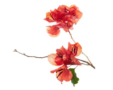 Kırmızı bougainvillea (Bougainvillea glabra) çiçekleri beyaz arka planda, kırpma yolu ile izole edilmiş doğal dikenli dalda bulunur. Tasarım, botanik ve bahçe kavramları için ideal canlı tropikal süs bitkisi.