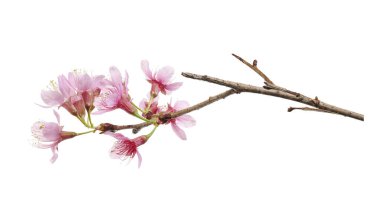 Vahşi Himalaya kiraz çiçeğinin (Prunus cerasoides) beyaz arka planda kırpma yolu ile izole edilmiş stüdyo çekimi. Doğa için ideal güzel pembe çiçekler, Asya çiçekleri, bahar temaları ve botanik projeleri. El yapımı değil..
