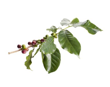 Taze kahve dalıyla taze kırmızı ve yeşil kahve kirazları beyaz arka planda izole. Tarım, içecek ve kahve endüstrisi tasarım kullanımı için Kafe Arabika 'nın botanik detayları.