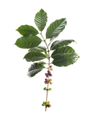 Taze kahve dalıyla taze kırmızı ve yeşil kahve kirazları beyaz arka planda izole. Tarım, içecek ve kahve endüstrisi tasarım kullanımı için Kafe Arabika 'nın botanik detayları.