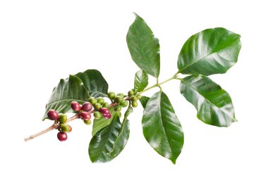 Taze kahve dalıyla taze kırmızı ve yeşil kahve kirazları beyaz arka planda izole. Tarım, içecek ve kahve endüstrisi tasarım kullanımı için Kafe Arabika 'nın botanik detayları.