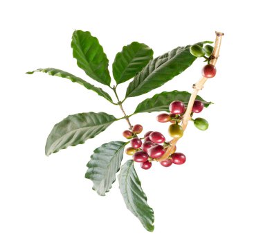 Taze kahve dalıyla taze kırmızı ve yeşil kahve kirazları beyaz arka planda izole. Tarım, içecek ve kahve endüstrisi tasarım kullanımı için Kafe Arabika 'nın botanik detayları.