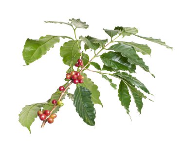 Taze kahve dalıyla taze kırmızı ve yeşil kahve kirazları beyaz arka planda izole. Tarım, içecek ve kahve endüstrisi tasarım kullanımı için Kafe Arabika 'nın botanik detayları.