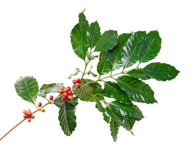 Taze kahve dalıyla taze kırmızı ve yeşil kahve kirazları beyaz arka planda izole. Tarım, içecek ve kahve endüstrisi tasarım kullanımı için Kafe Arabika 'nın botanik detayları.