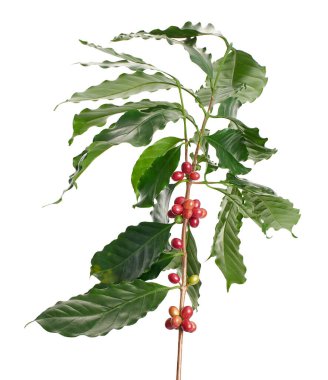 Taze kahve dalıyla taze kırmızı ve yeşil kahve kirazları beyaz arka planda izole. Tarım, içecek ve kahve endüstrisi tasarım kullanımı için Kafe Arabika 'nın botanik detayları.