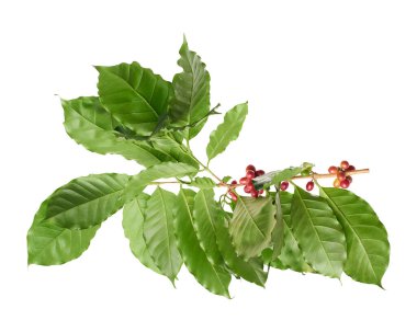 Taze kahve dalıyla taze kırmızı ve yeşil kahve kirazları beyaz arka planda izole. Tarım, içecek ve kahve endüstrisi tasarım kullanımı için Kafe Arabika 'nın botanik detayları.