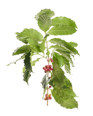 Taze kahve dalıyla taze kırmızı ve yeşil kahve kirazları beyaz arka planda izole. Tarım, içecek ve kahve endüstrisi tasarım kullanımı için Kafe Arabika 'nın botanik detayları.