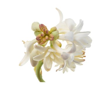 Beyaz arka planda, kırpma yolu ile izole edilmiş zarif beyaz tüberoz çiçeği. Ayrıntılı Polianthes tüberosa çiçekleri yumuşak kremsi taç yaprakları ve tomurcuklarla açar. Çiçek ve koku tasarımı için idealdir..