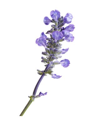 Beyaz arkaplanda kırpma yolu ile izole edilmiş taze lavanta çiçeği. Sağlık, aromaterapi, kozmetik, botanik ve ambalaj tasarımı için ideal mor bitki..