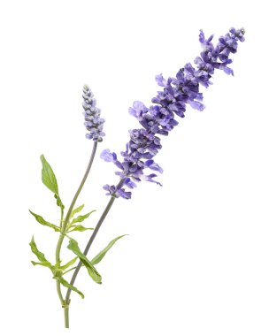 Beyaz arkaplanda kırpma yolu ile izole edilmiş taze lavanta çiçeği. Sağlık, aromaterapi, kozmetik, botanik ve ambalaj tasarımı için ideal mor bitki..