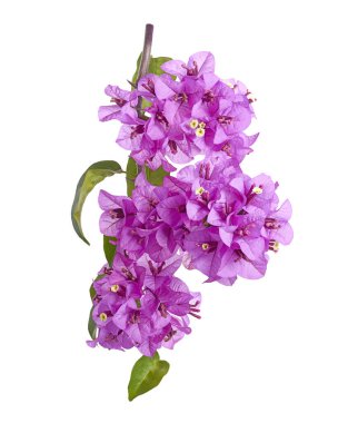 Pembe renkli bougainvillea (Bougainvillea glabra) çiçekleri beyaz arka planda, kırpma yolu ile izole edilmiş doğal dikenli dalda bulunur. Botanik ve tasarım kullanımı için ideal canlı tropikal süs bitkisi.