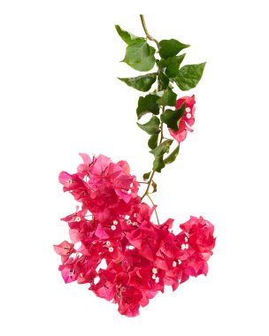 Pembe bougainvillea (Bougainvillea glabra) çiçekleri beyaz arka planda, kırpma yolu ile izole edilmiş doğal dikenli dalda bulunur. Botanik ve tasarım kullanımı için ideal canlı tropikal süs bitkisi.
