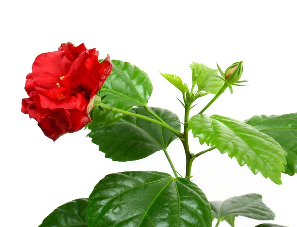 Hibiscus rosa