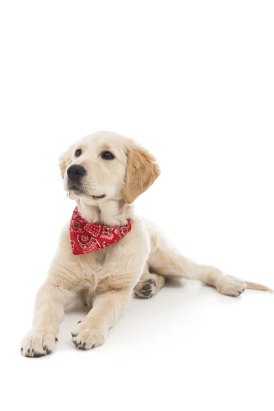 Hermosa joven Golden Retriever —  Fotos de Stock