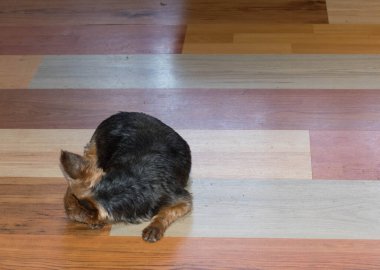 Yorkshire Teriyeri, dekoratif kaplamalı zemin görüntüsünü yatay formatta izole etti.