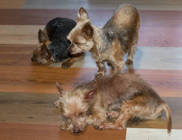 Yorkshire Terrier Isolé Intérieur Sur Une Image Décorative Stratifiée Sol — Photo