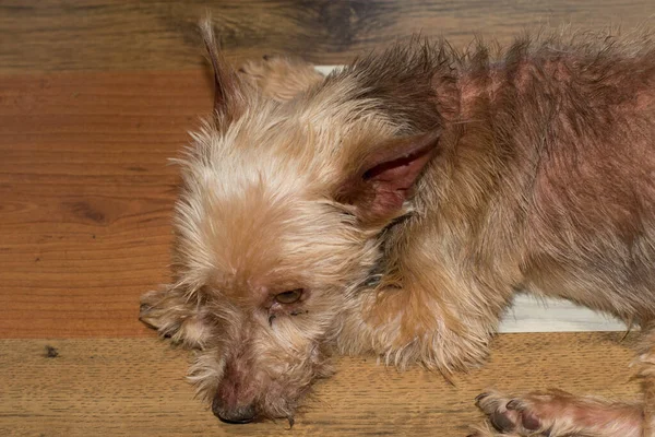 Yorkshire Terrier Isolé Intérieur Sur Une Image Décorative Stratifiée Sol — Photo