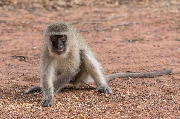 Afrika çalılıklarında maymun aktivitesi izole edilmiş.