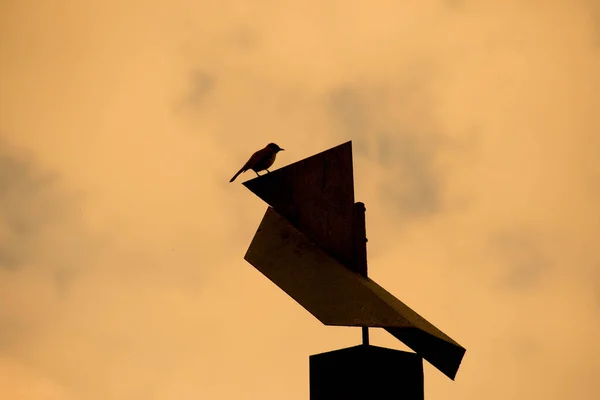 Mały Ptak Usiadł Wysoko Czarnym Metalowym Obrazie Komina Przestrzenią Kopiowania — Zdjęcie stockowe