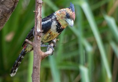 İkamet bahçesindeki bir çubuğa tünemiş armalı bir barbet.