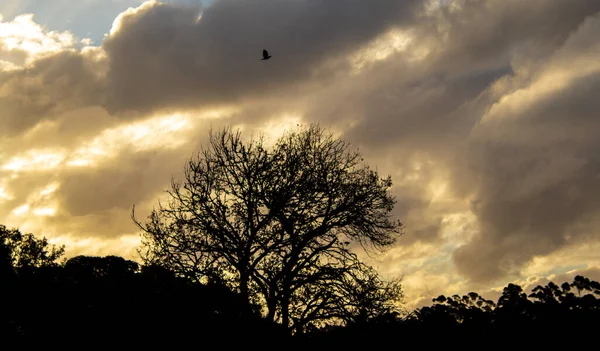 Nuvens Sobre Floresta Rota Jardim África Sul — Fotografia de Stock