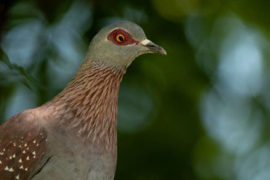 Güney Afrika kuşları - benekli bir güvercin portresi