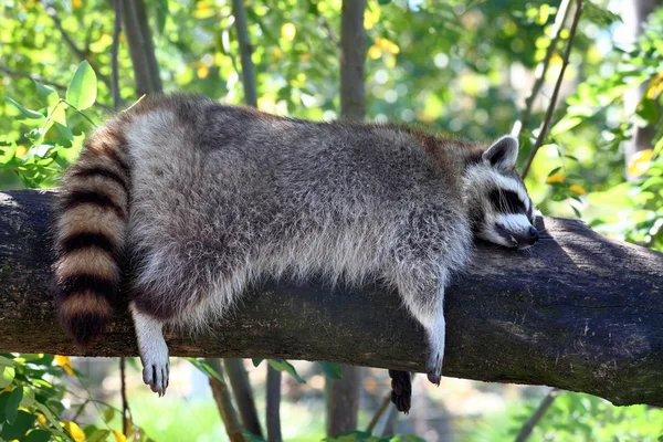 Sleeping Coon on a Tree — Stock Photo, Image