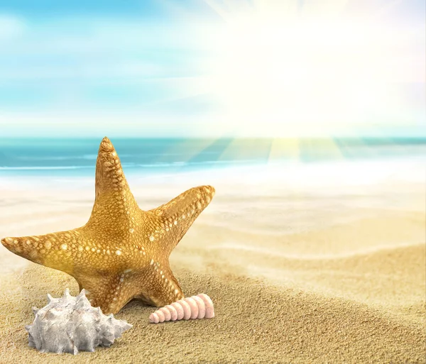 Tengerparti nyaralás és a kagyló és a tengeri csillag — Stock Fotó
