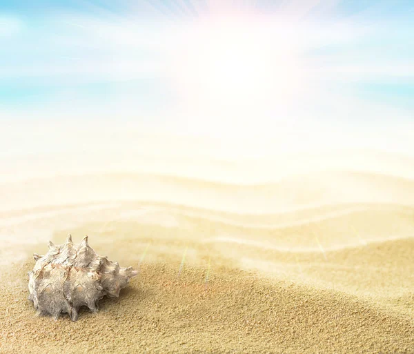 Solsemestrar och skal på sanden — Stockfoto