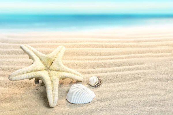 Stelle marine sulla spiaggia — Foto Stock