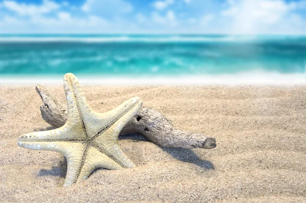 Zeester op het strand — Stockfoto